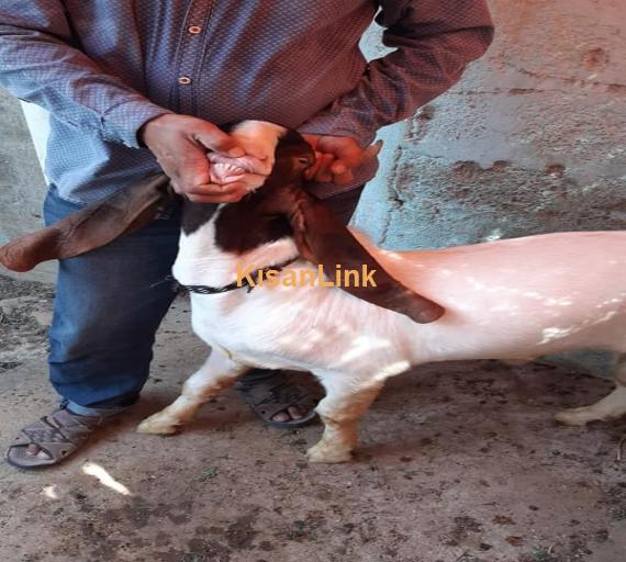 Goat For Sale