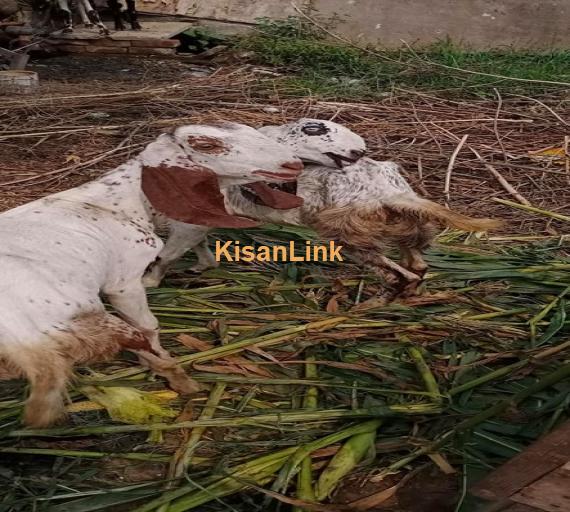 Goat For Sale