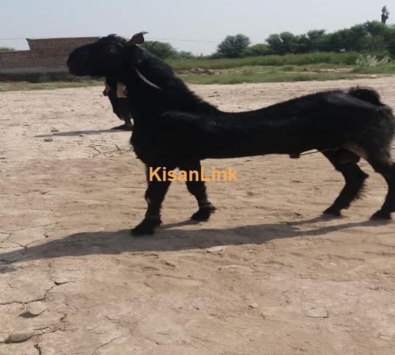 Goat For Sale