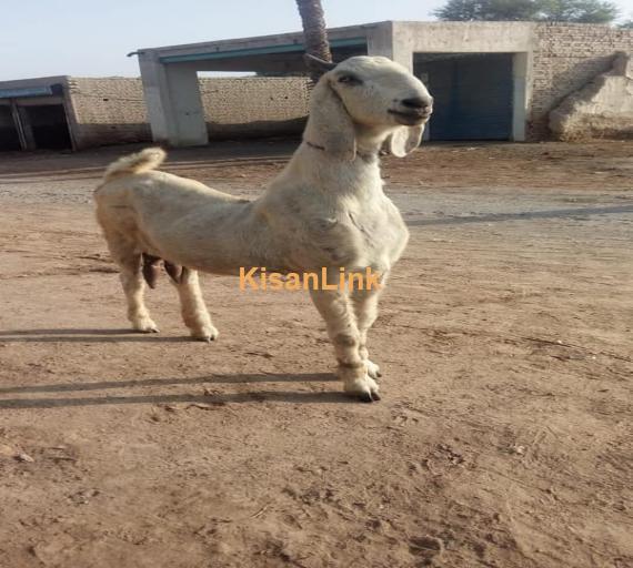 Goat For Sale