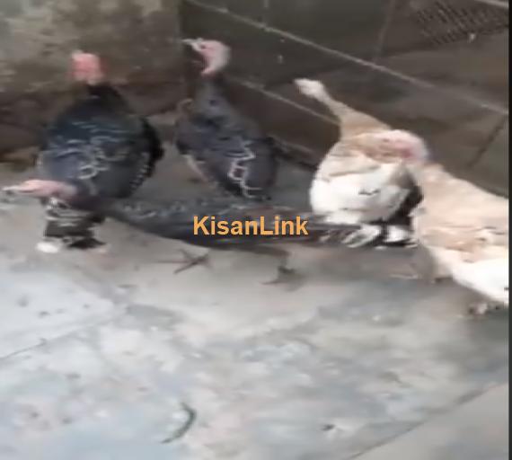 Birds For Sale