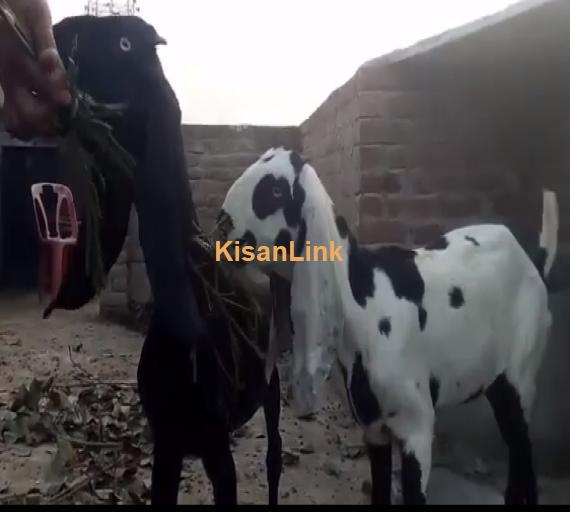 Goat For Sale