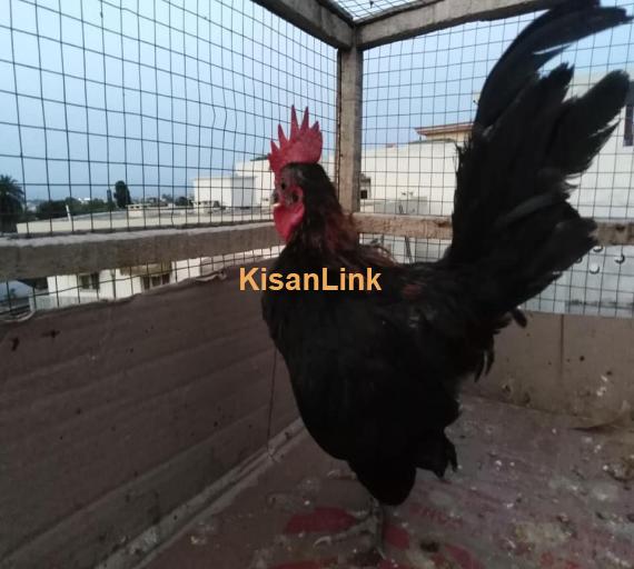 Hens For Sale