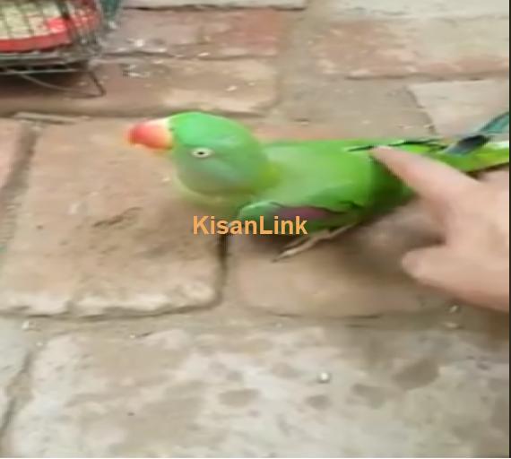 Parrot For Sale
