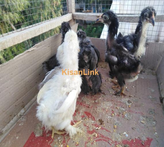 Hens For Sale