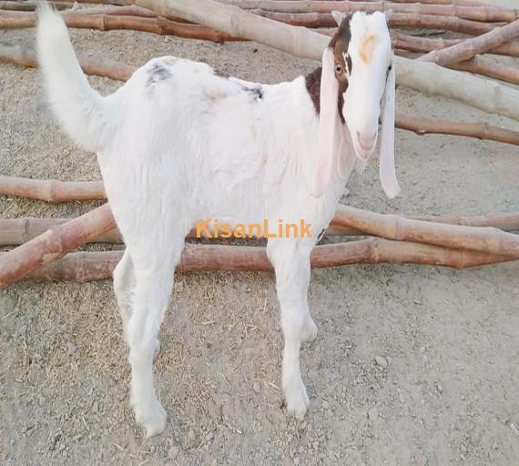 Goat For Sale