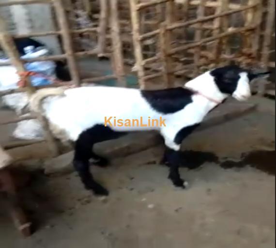Goat For Sale