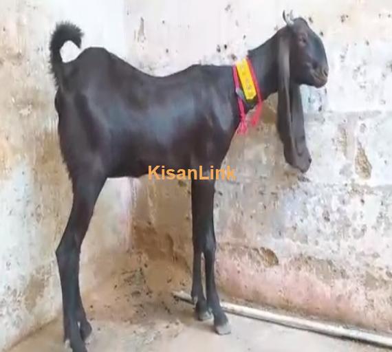 Goat For Sale