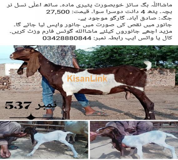 Goat For Sale