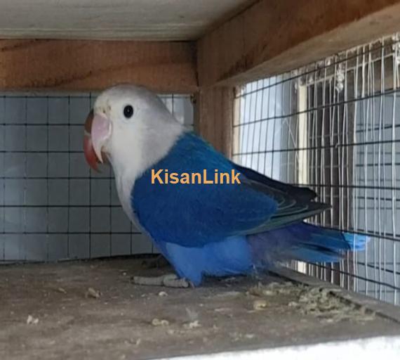 Parrot For Sale