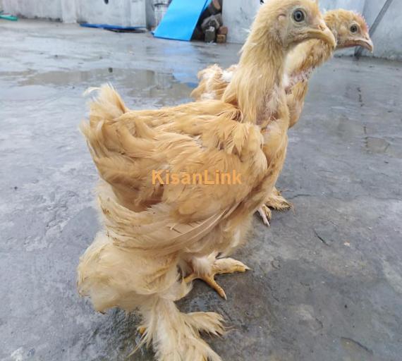 Hens For Sale