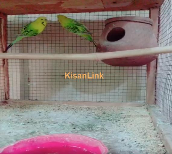 Parrot For Sale