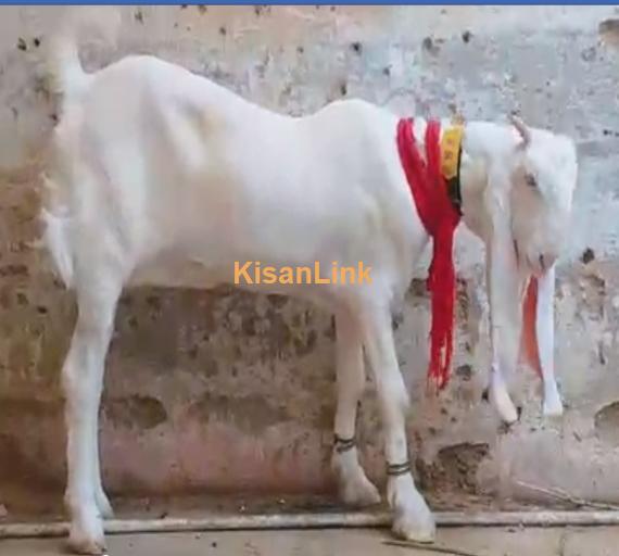 Goat For Sale