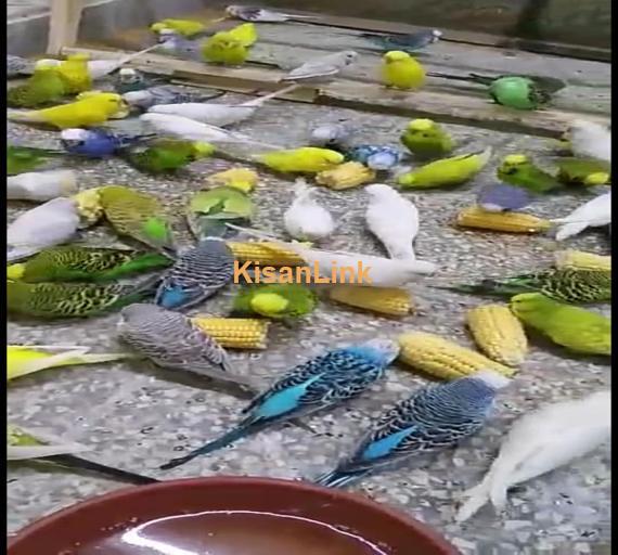 Parrot For Sale