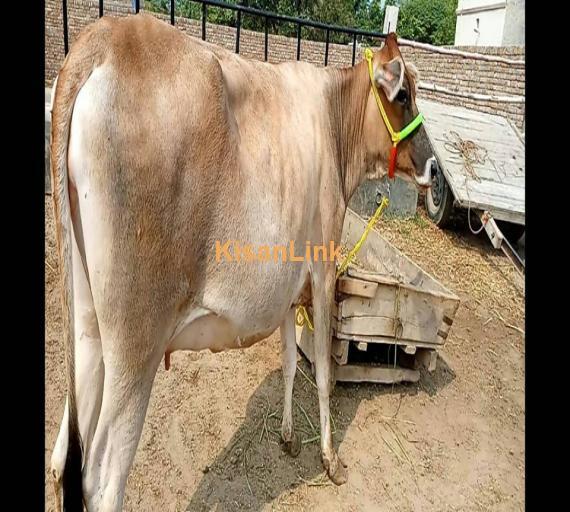 Cow For Sale