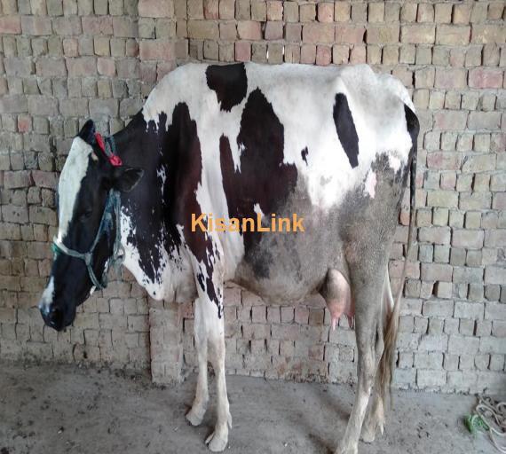 Cow For Sale