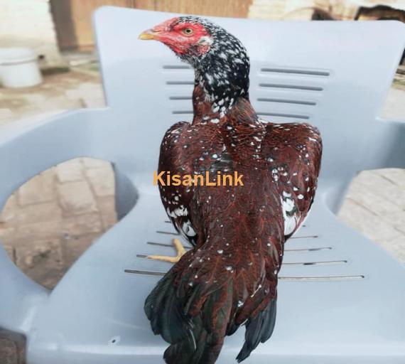 Aseel For Sale