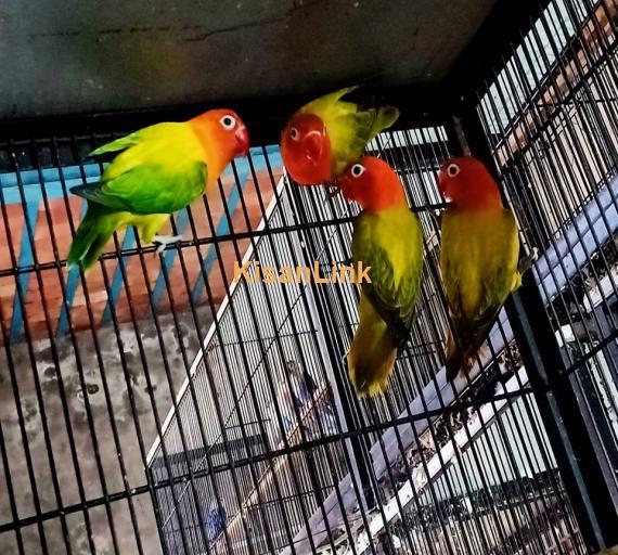 Parrot For Sale
