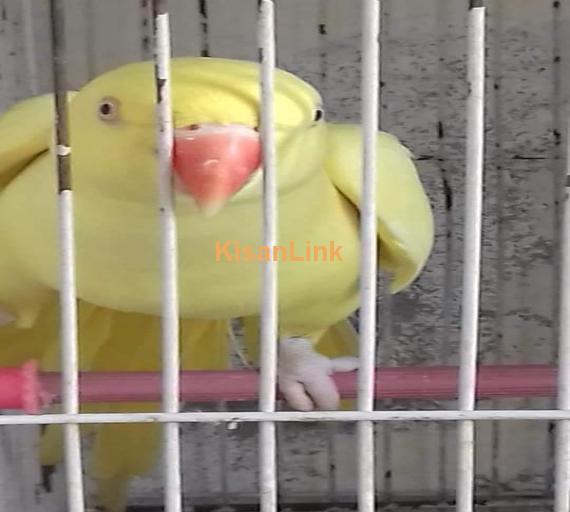 Parrot For Sale