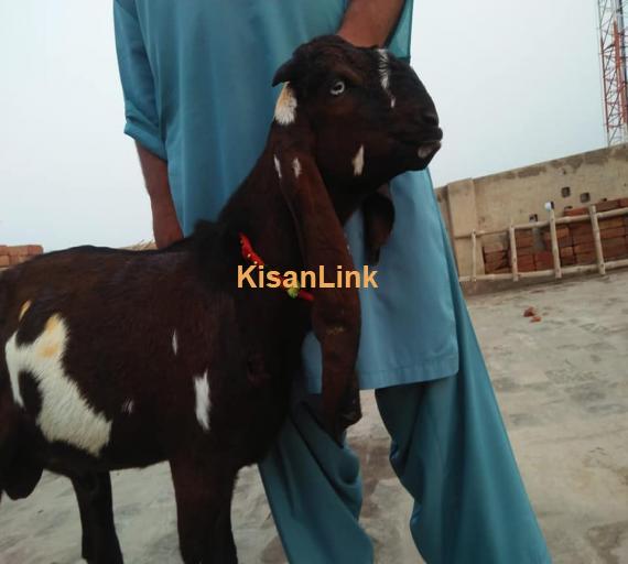 Goat For Sale