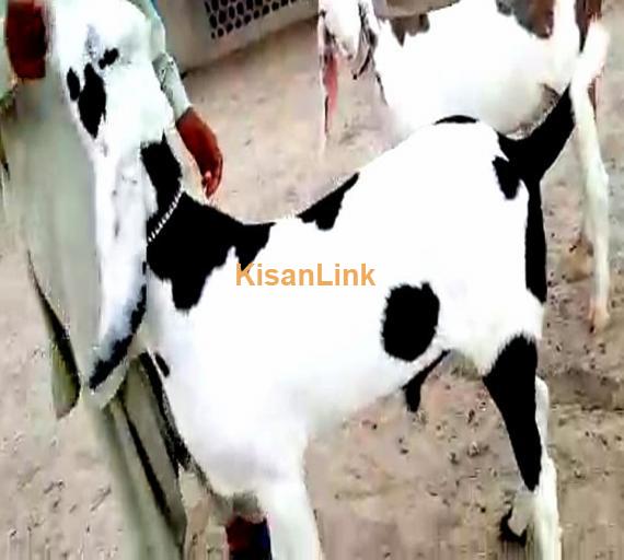 Goat For Sale