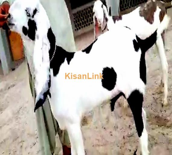 Goat For Sale