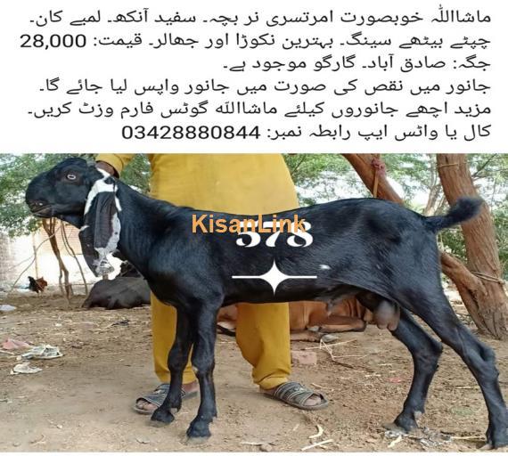 Goat For Sale