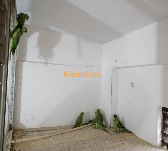 Parrot For Sale