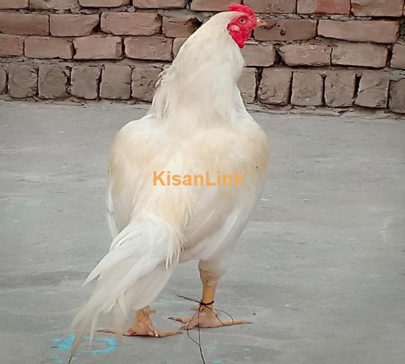 Aseel For Sale