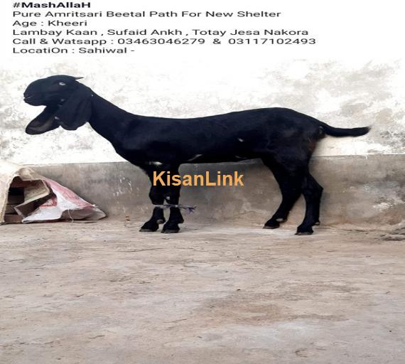 Goat For Sale