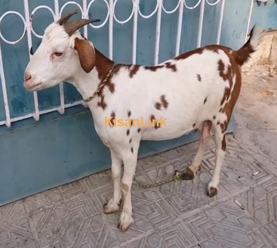 Goat For Sale