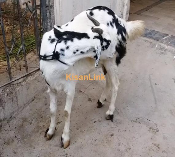 Goat For Sale