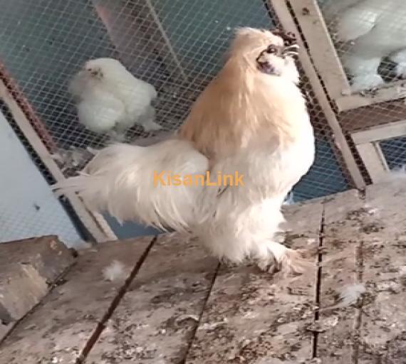 Hens For Sale