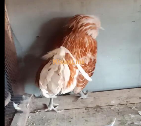 Hens For Sale