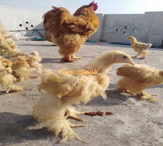 Hens For Sale