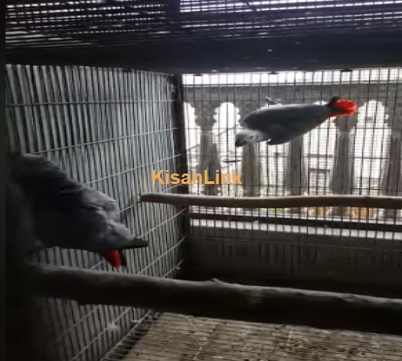 Parrot For Sale
