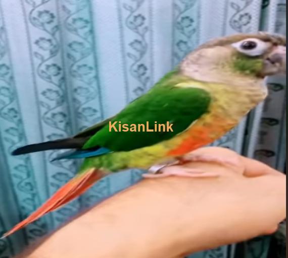 Parrot For Sale