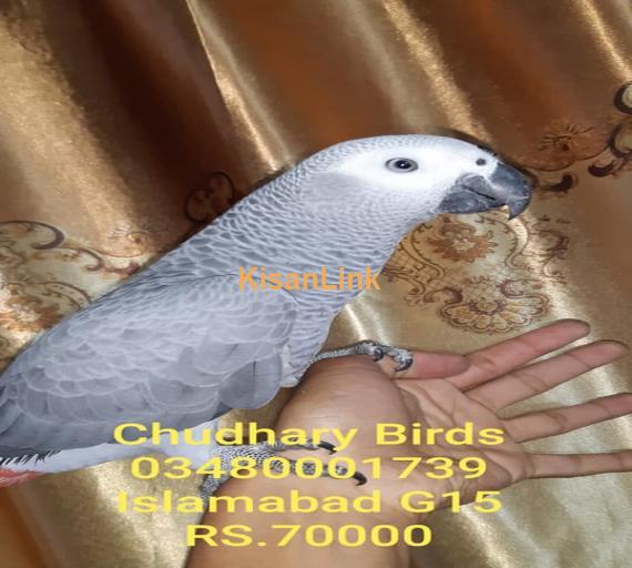 Parrot For Sale