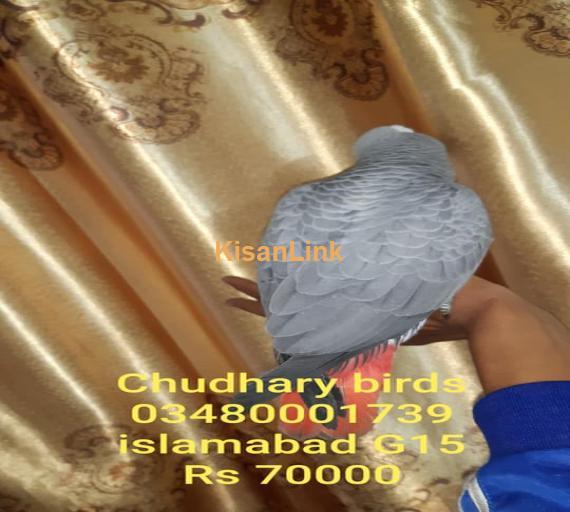 Parrot For Sale