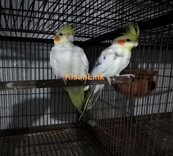 Parrot For Sale