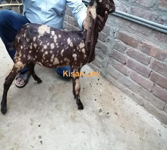 Goat For Sale