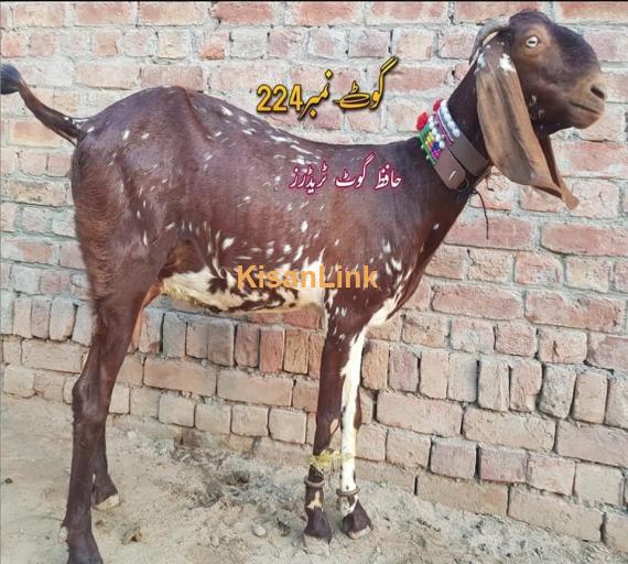 Goat For Sale