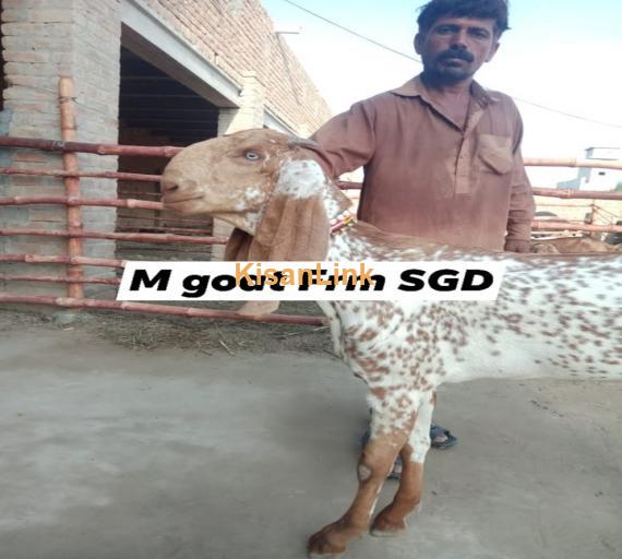 Goat For Sale