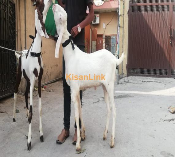 Goat For Sale