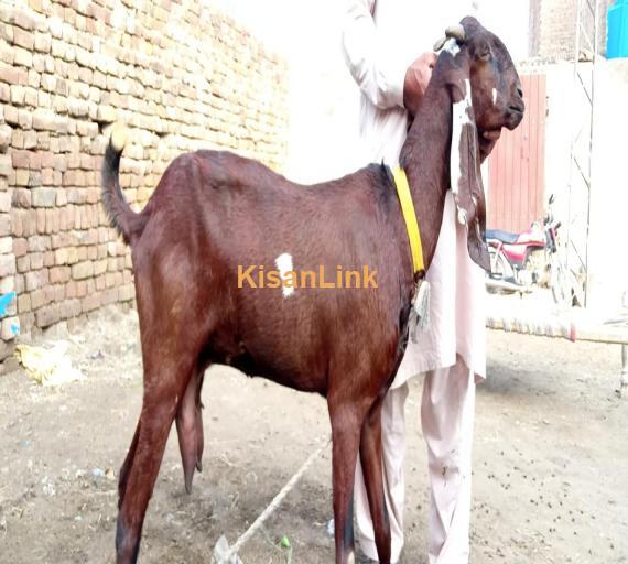 Goat For Sale