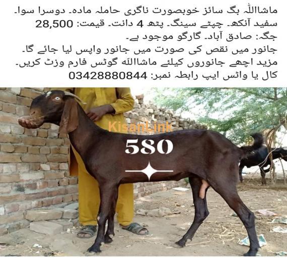 Goat For Sale
