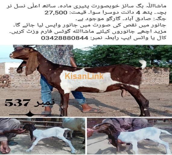 Goat For Sale