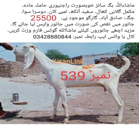 Goat For Sale