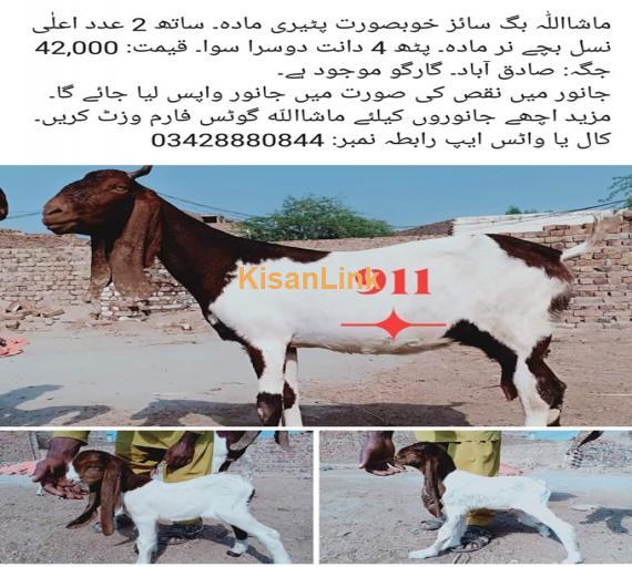 Goat For Sale