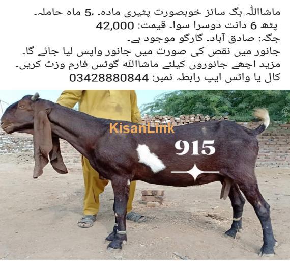 Goat For Sale